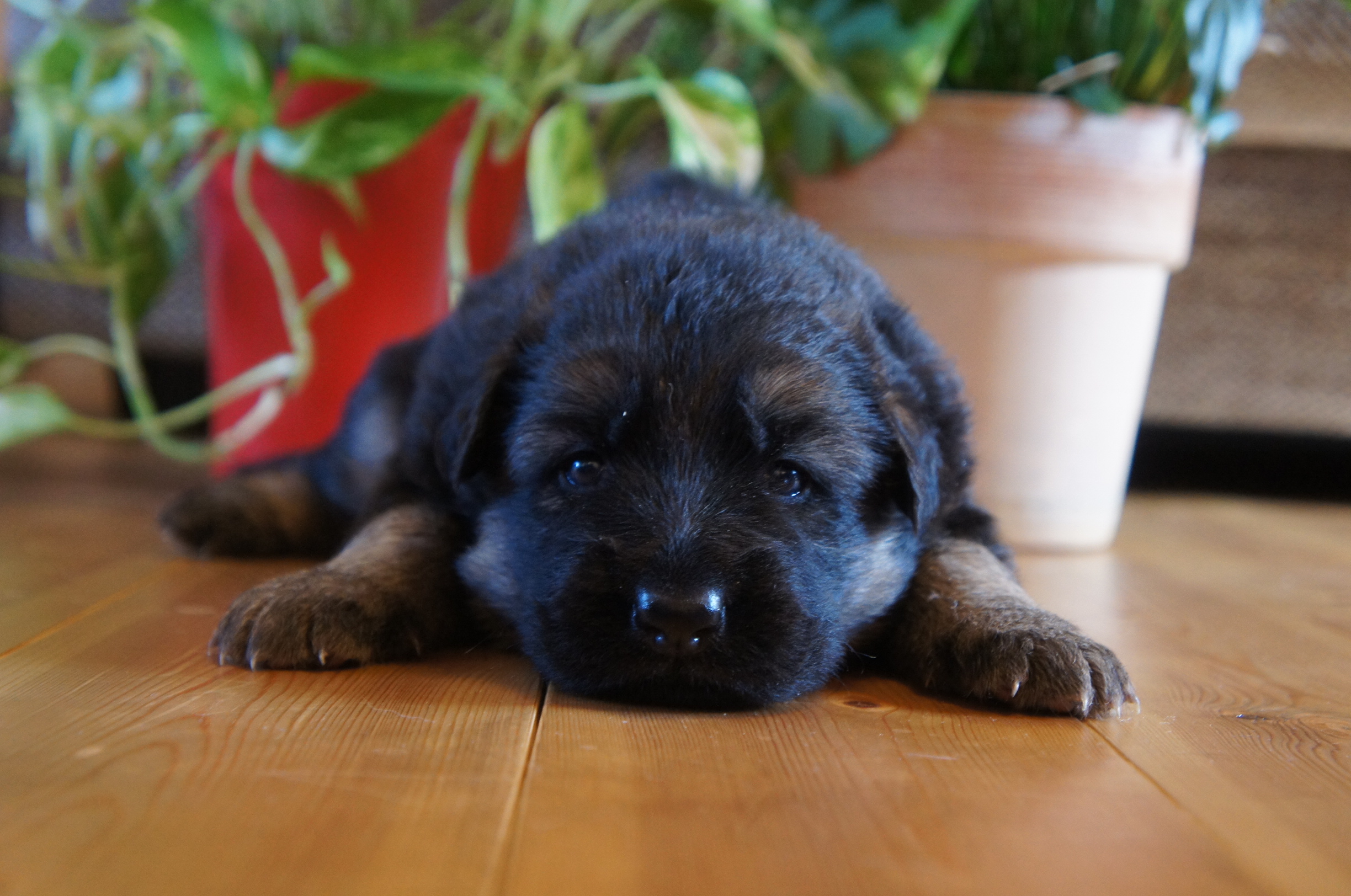 3月11日 ジャーマン シェパード子犬販売情報 関西 中部ブリーダー Padog中部子犬販売 Moo Pon モー ぽん