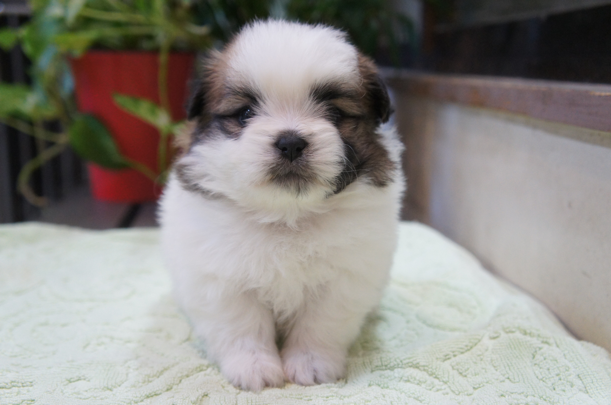 4月30日 ミックス犬 ポメズー 父ポメ 母シーズー 子犬販売情報 関西 中部ブリーダー Padog中部子犬販売 Moo Pon モー ぽん