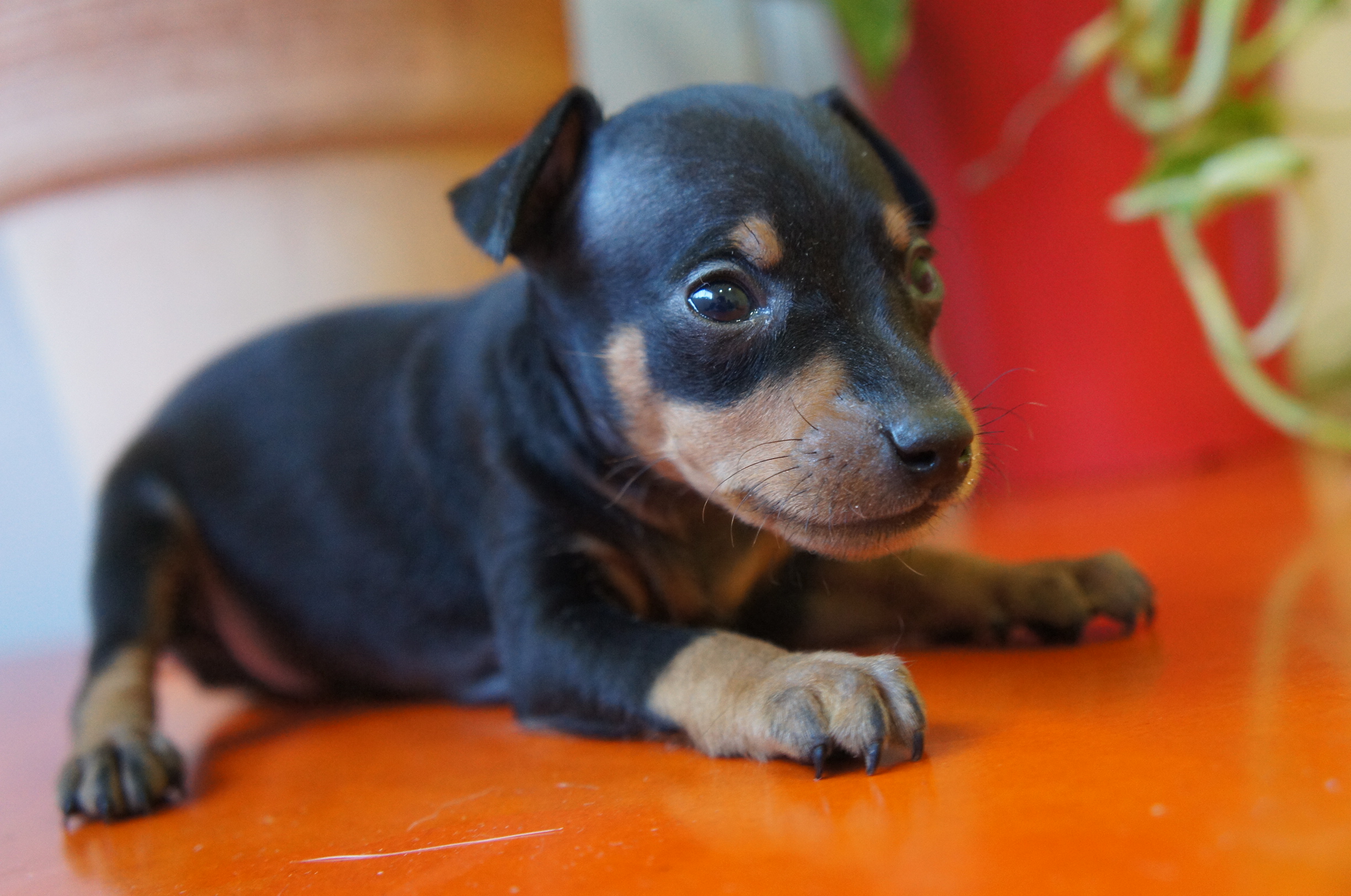 6月3日 ミニチュアピンシャー子犬販売情報｜関西・中部ブリーダー PADOG中部子犬販売 Moo＆Pon （モー＆ぽん）