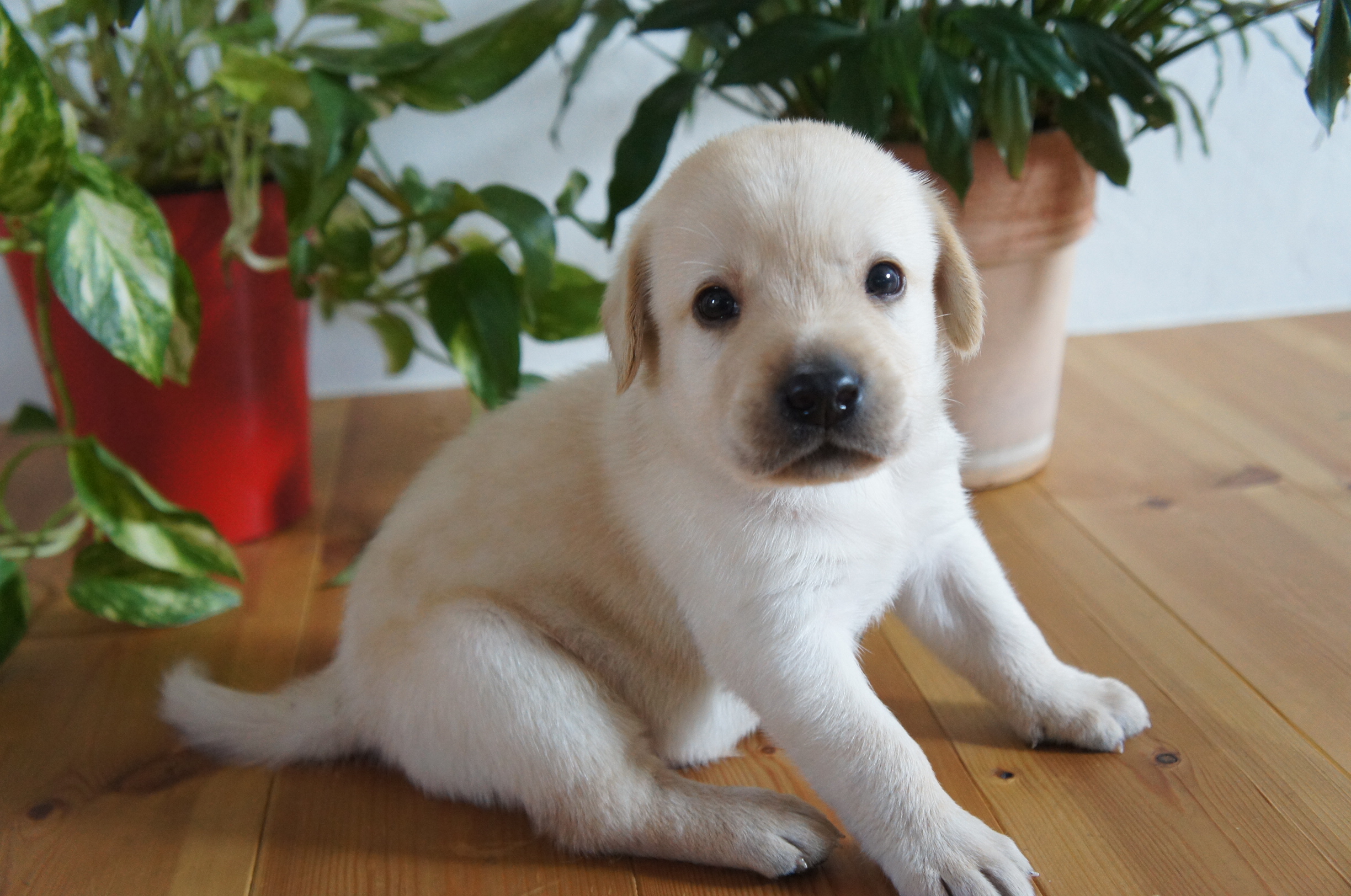 年5月日 ラブラドール レトリーバー子犬販売 Padog中部子犬販売 Moo Pon モー ぽん