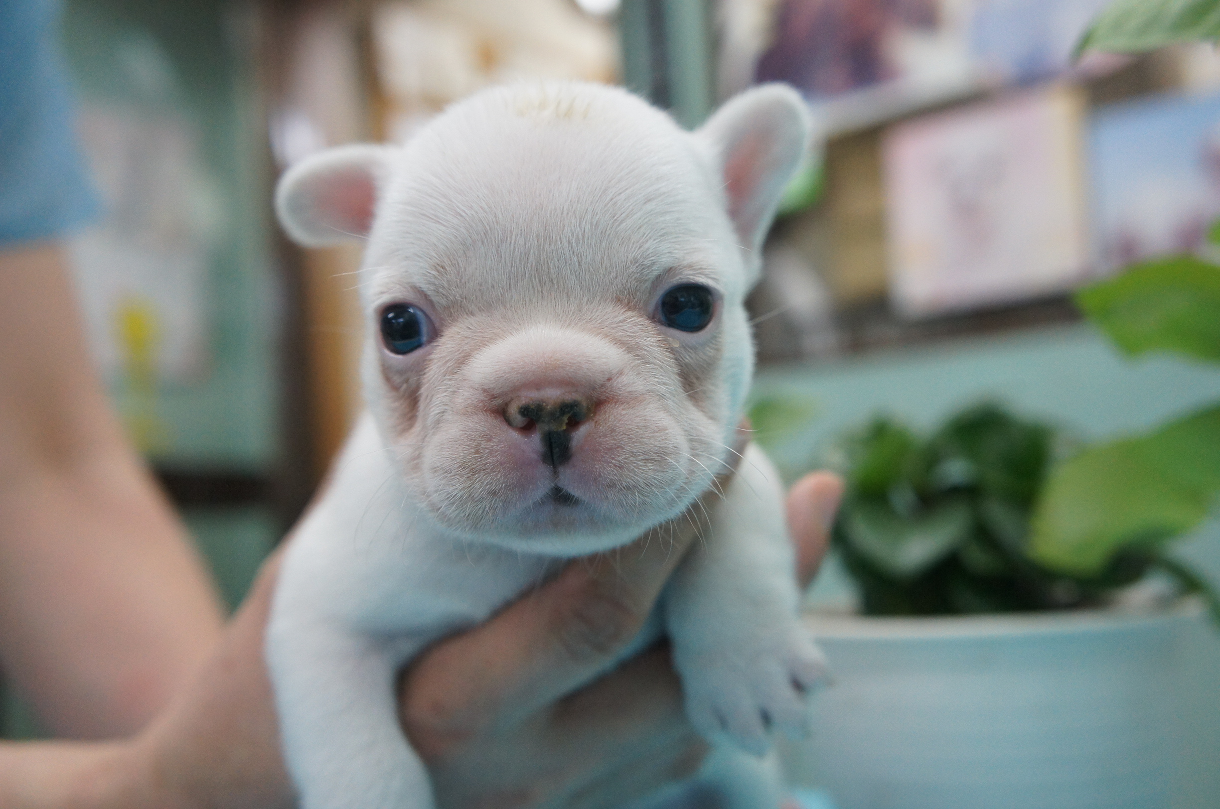 甘い インゲン 入口 ブルドッグ 子犬