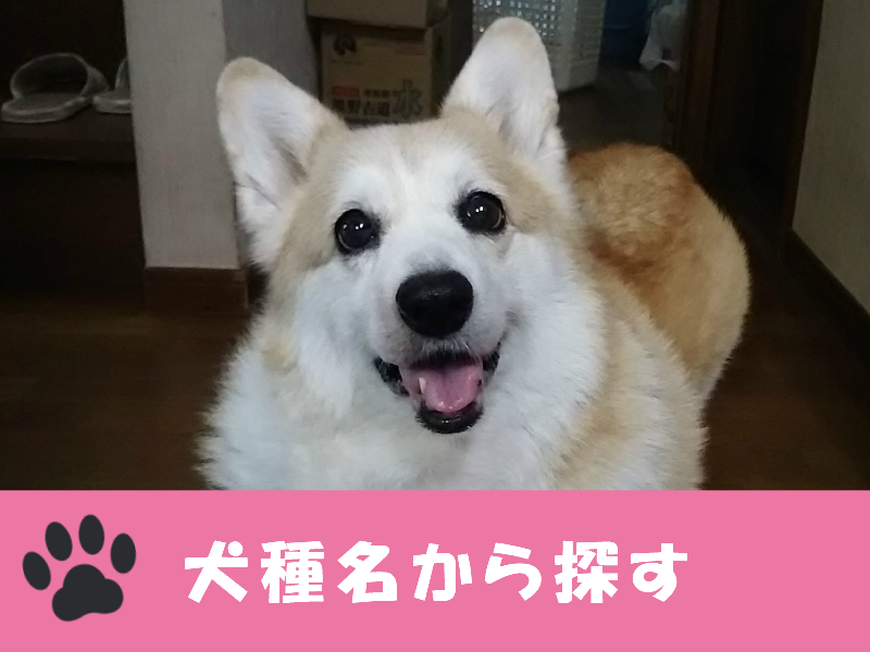 犬種名から探す