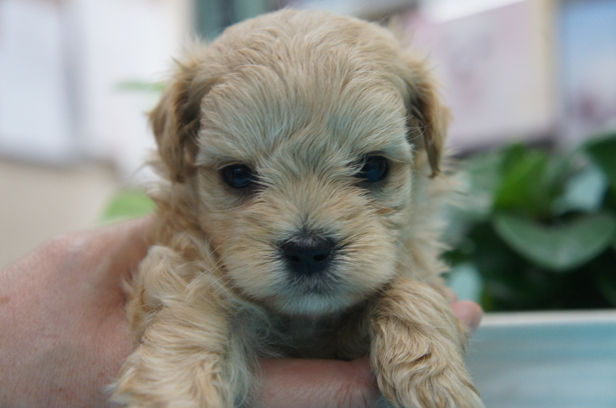 19年8月2日 父 マルチーズ 母 トイプードル ミックス犬 マルプー 子犬販売 Padog中部子犬販売 Moo Pon モー ぽん
