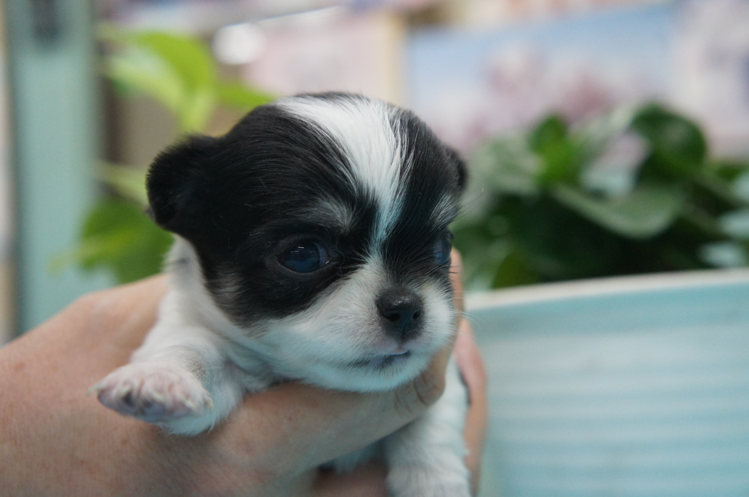 19年8月3日 チワワ ロング子犬販売 Padog中部子犬販売 Moo Pon モー ぽん