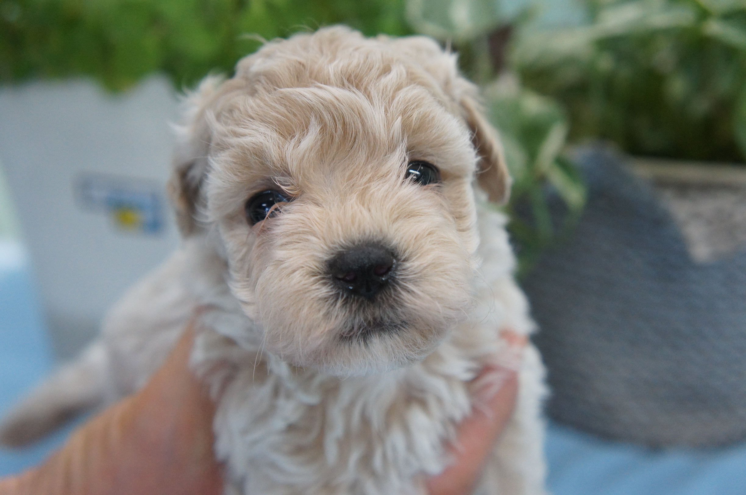 子犬 マルプー 絶対可愛いマルプーが生まれました！マルプーのしつけと育て方