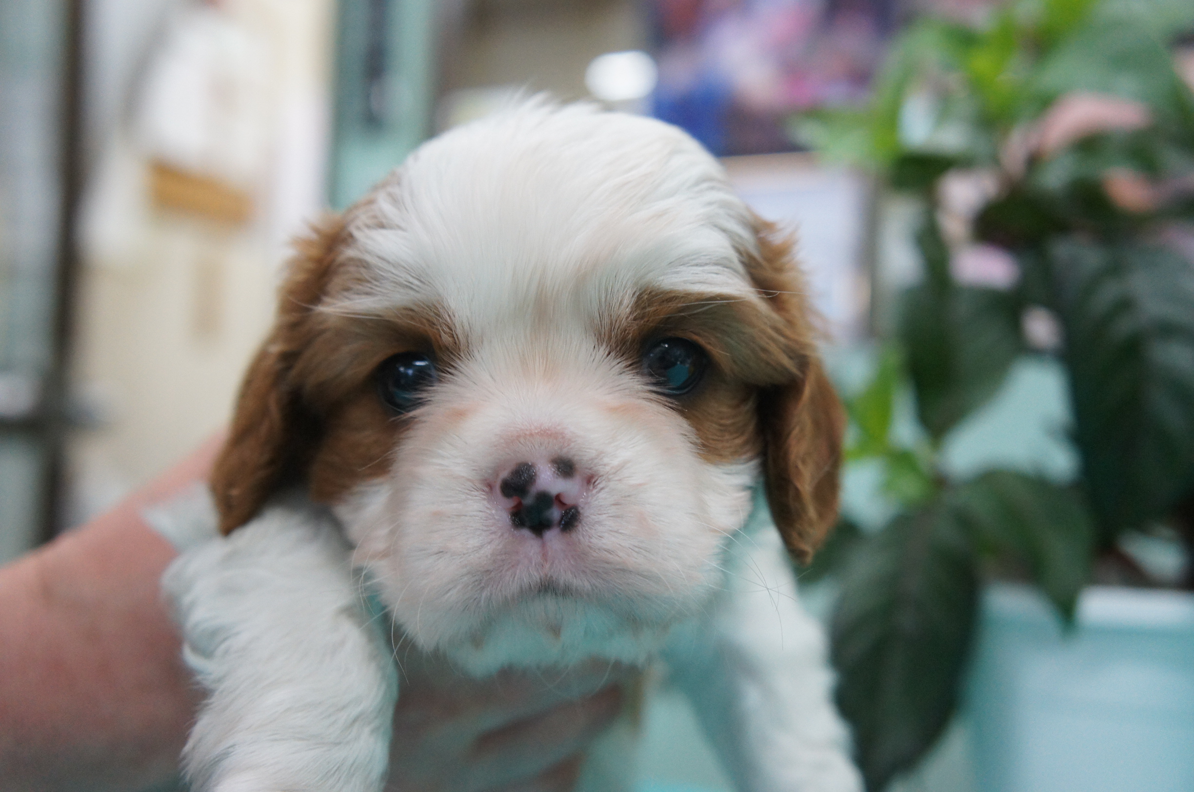 2020年2月23日 キャバリア子犬販売 PADOG中部子犬販売 Moo＆Pon （モー＆ぽん）